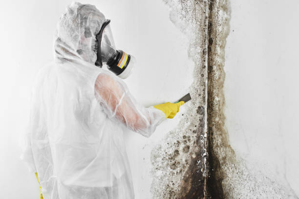 Best Attic Mold Remediation in Edgerton, OH
