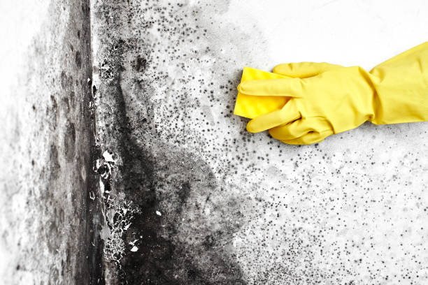 Best Basement Mold Remediation in Edgerton, OH