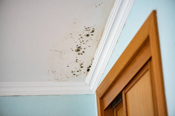 Best Residential Mold Remediation in Edgerton, OH