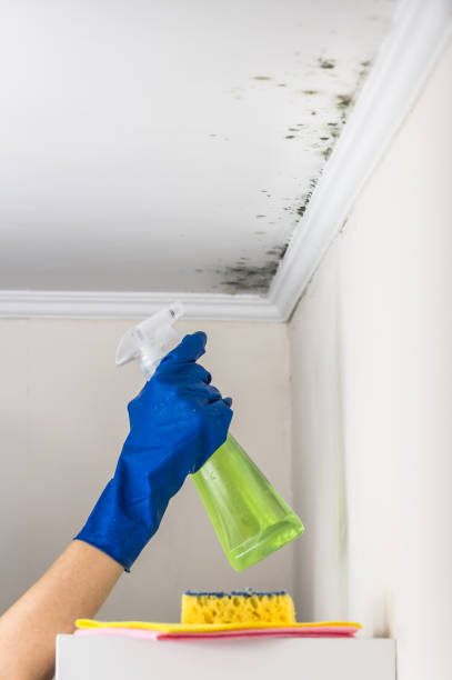 Best Preventive Mold Services in Edgerton, OH